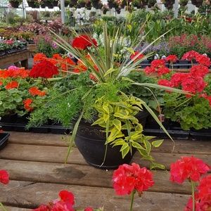 Meet your Posher, Bailey