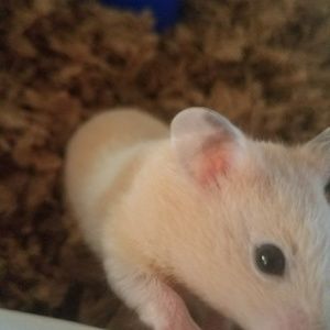 Meet your Posher, Yuli