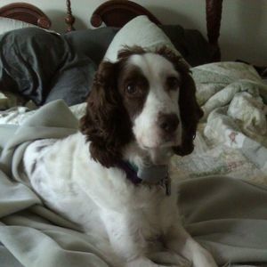 Meet your Posher, Bridgett