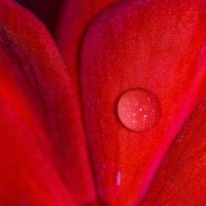 Meet your Posher, Alice elaine