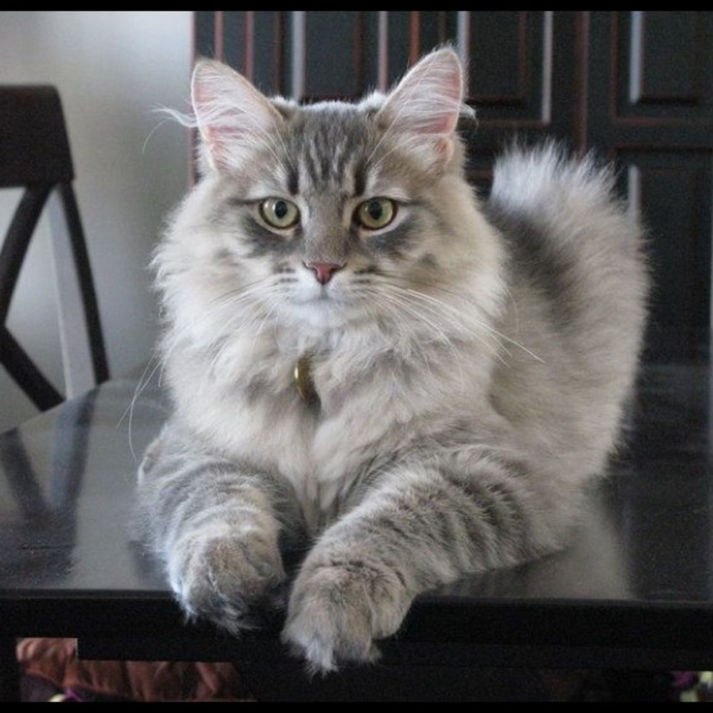 Meet your Posher, Volha