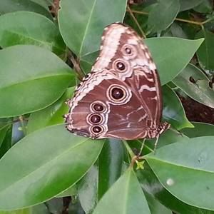 Meet your Posher, Chyna