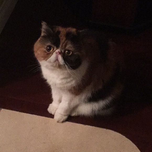 Meet your Posher, Cece - Picture 2 of 3