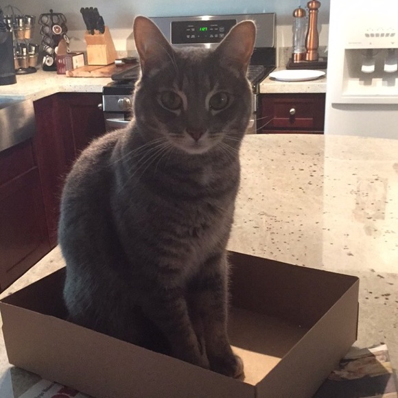 Meet your Posher, Cece - Picture 3 of 3