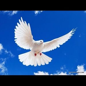 Meet your Posher, Peter