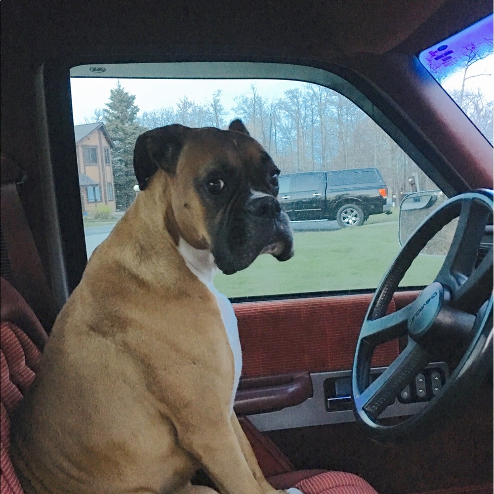 Meet your Posher, Lizzy