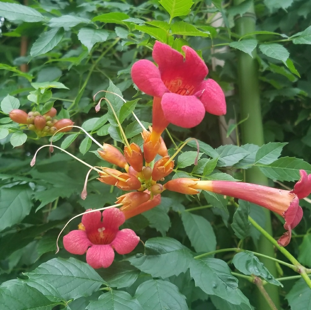 Meet your Posher, Nena