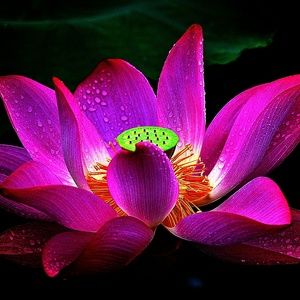 Meet your Posher, Rosieland