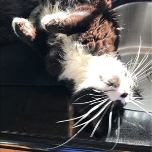 Meet your Posher, Lisa