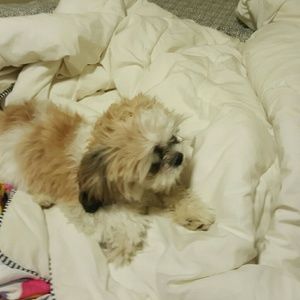 Meet your Posher, Elba