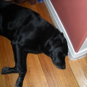 Meet your Posher, Mollie