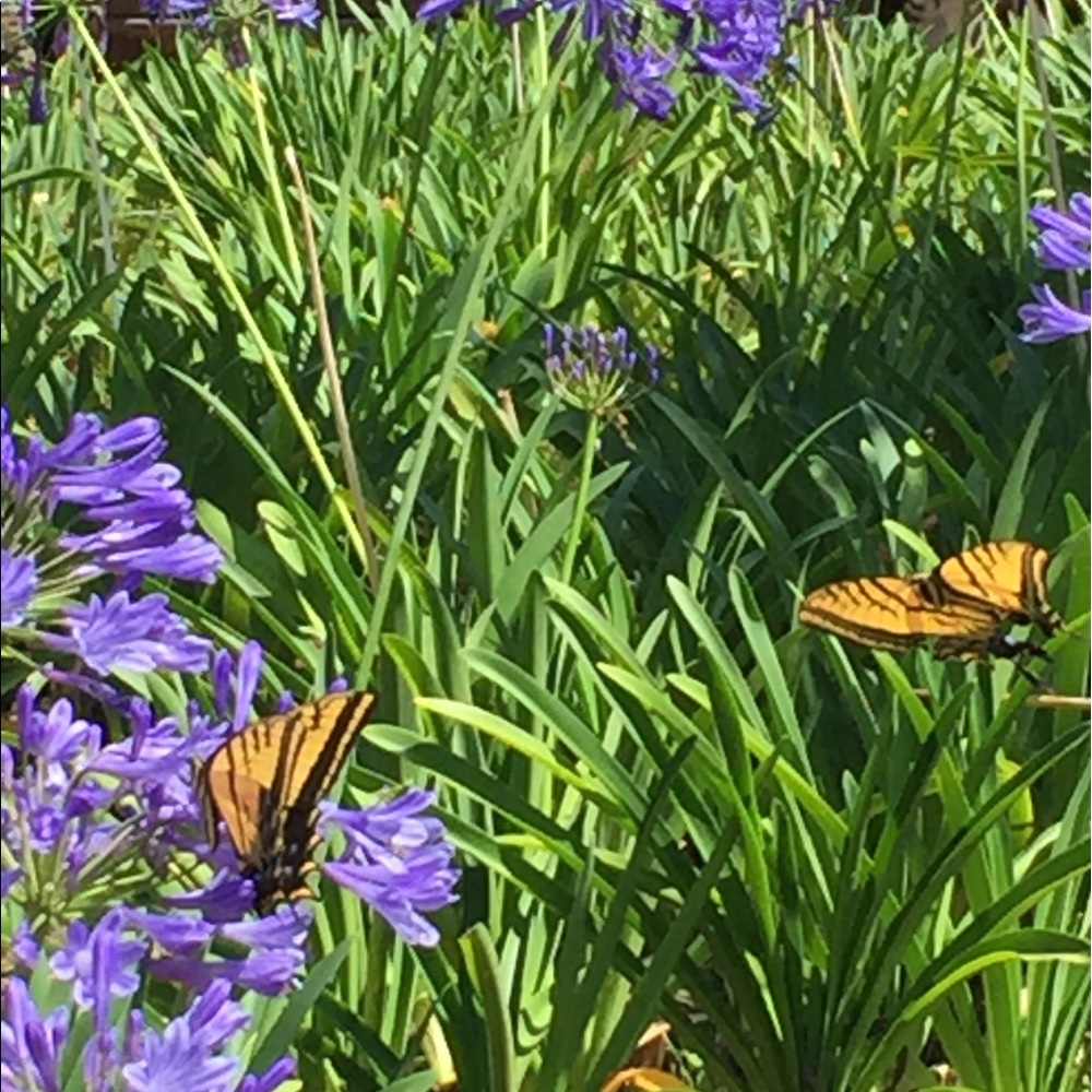 Meet your Posher, EV S