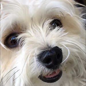 Meet your Posher, Josie