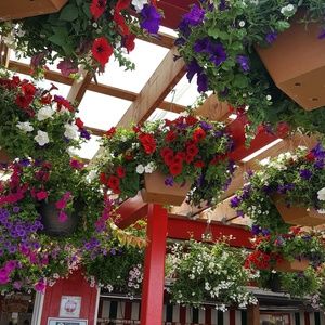 Meet your Posher, Thuy