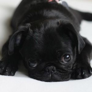 Meet your Posher, Jordan