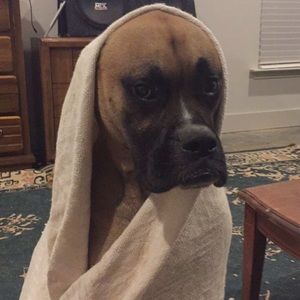 Meet your Posher, John