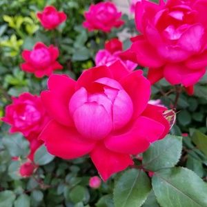 Meet your Posher, Lm