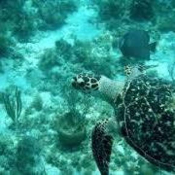 Meet your Posher, Allison - Picture 1 of 1