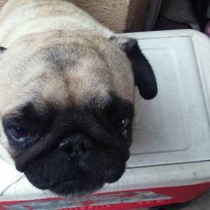 Meet your Posher, Luis