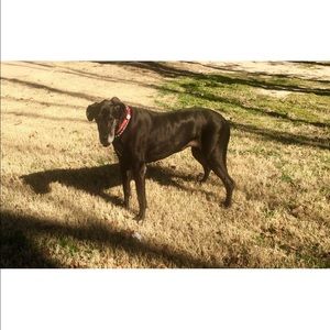 Meet your Posher, Amelia