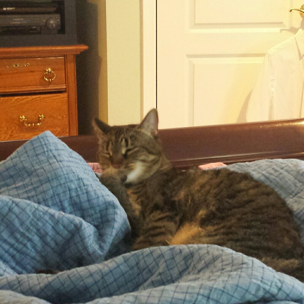 Meet your Posher, Kitty