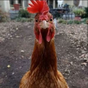 Meet your Posher, Billy