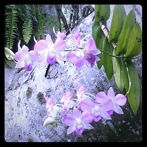 Orchid
