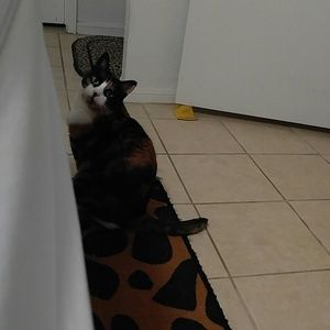 Meet your Posher, Daisy