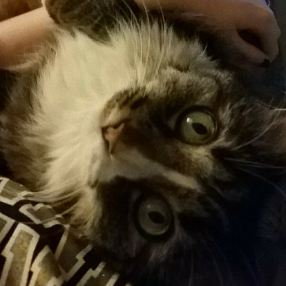 Meet your Posher, Kim