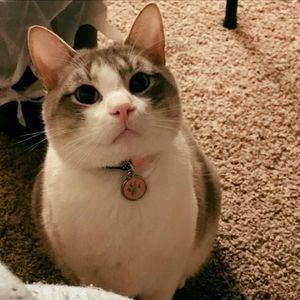 Meet your Posher, Mi