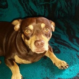 Meet your Posher, Constance