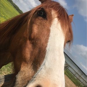 Meet your Posher, Ella