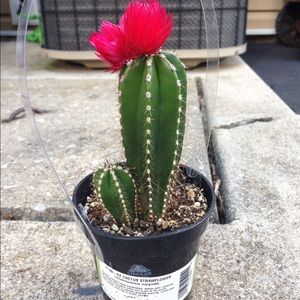 Cactus Baby
