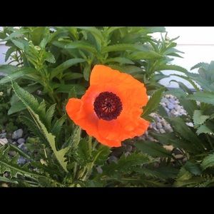 Meet your Posher, Seina