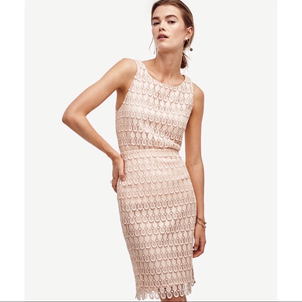 Ann Taylor Women's Pineapple Lace Pencil Skirt