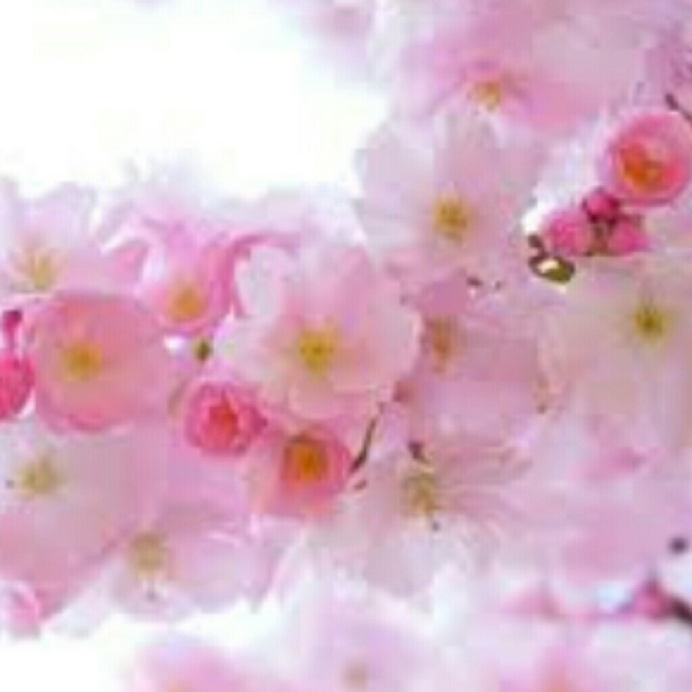 Meet your Posher, Angelina