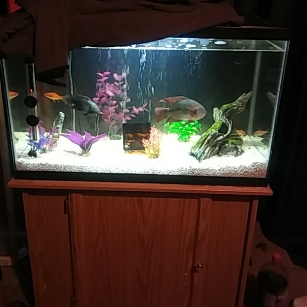30gl tank with stand and everything you need