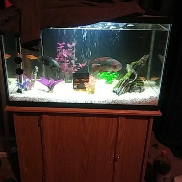30gl tank with stand and everything you need - Picture 1 of 4