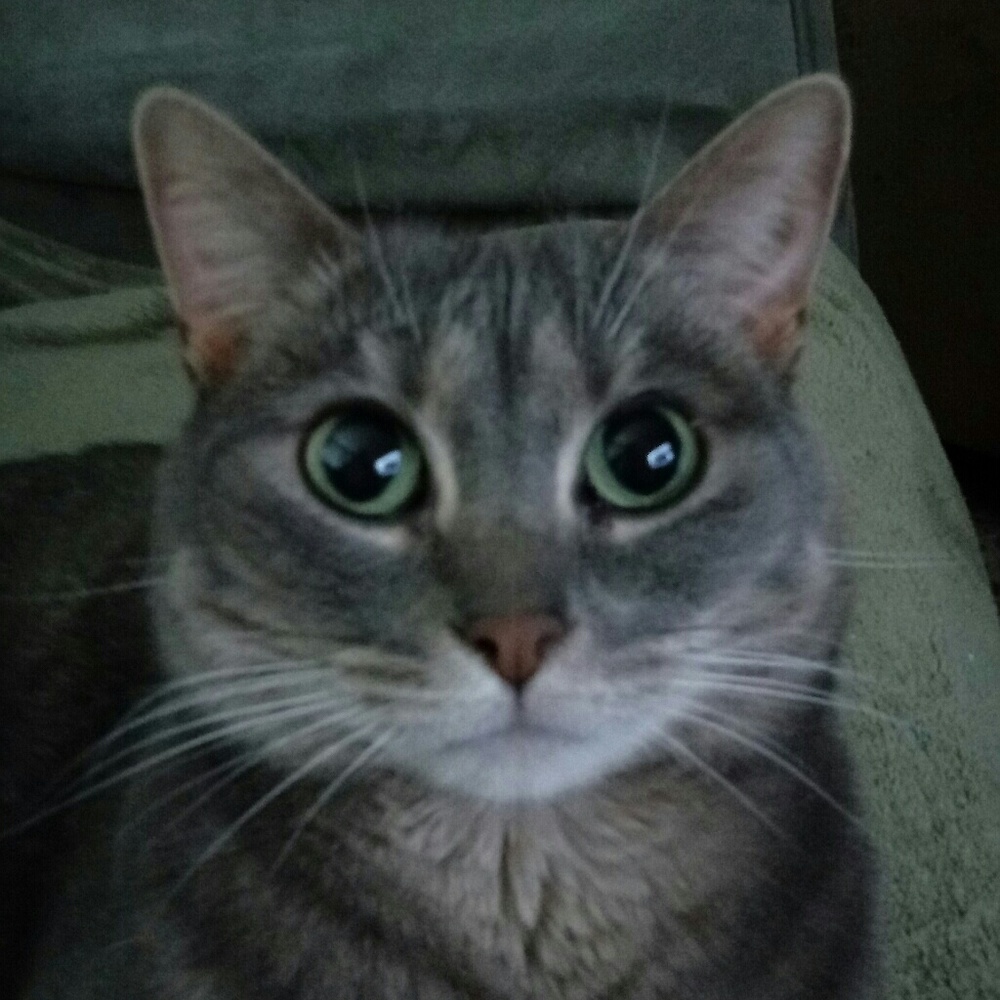 Meet your Posher, Will