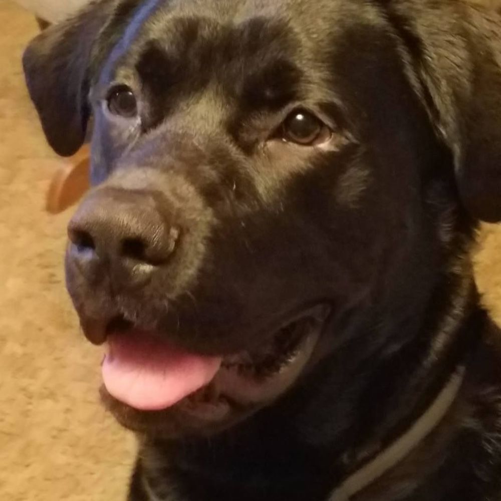 Meet your Posher, Susan