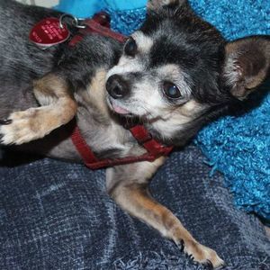 Meet your Posher, Barbara