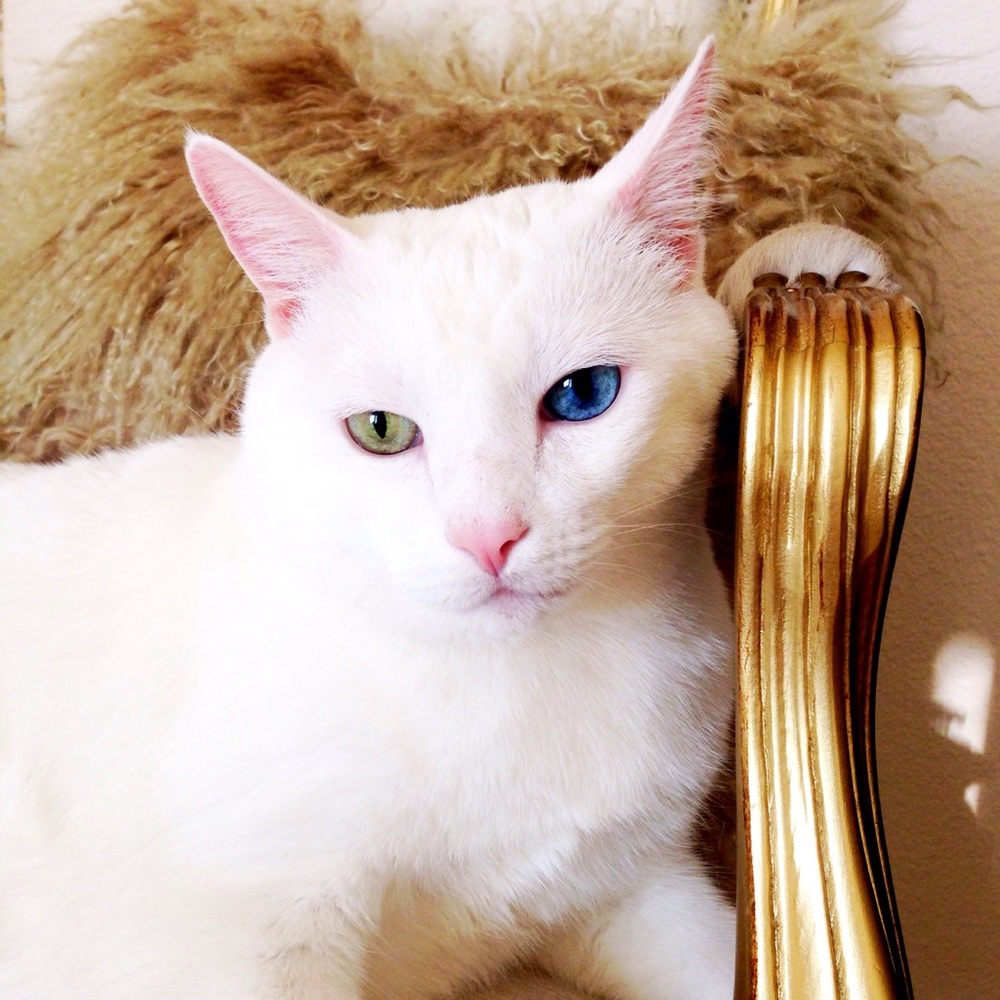 Meet your Posher, Alyssa