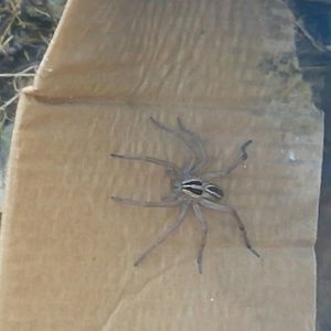 Meet your Posher, Sike