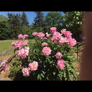 Meet your Posher, Debbie