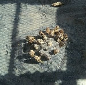 Meet your Posher, Sidney