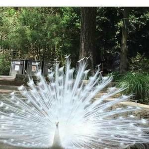 Meet your Posher, Finisha