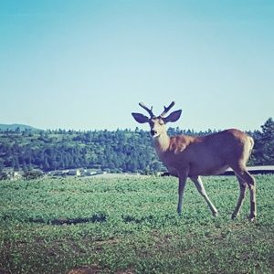 Meet your Posher, Perla