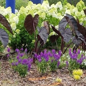 Meet your Posher, Pam