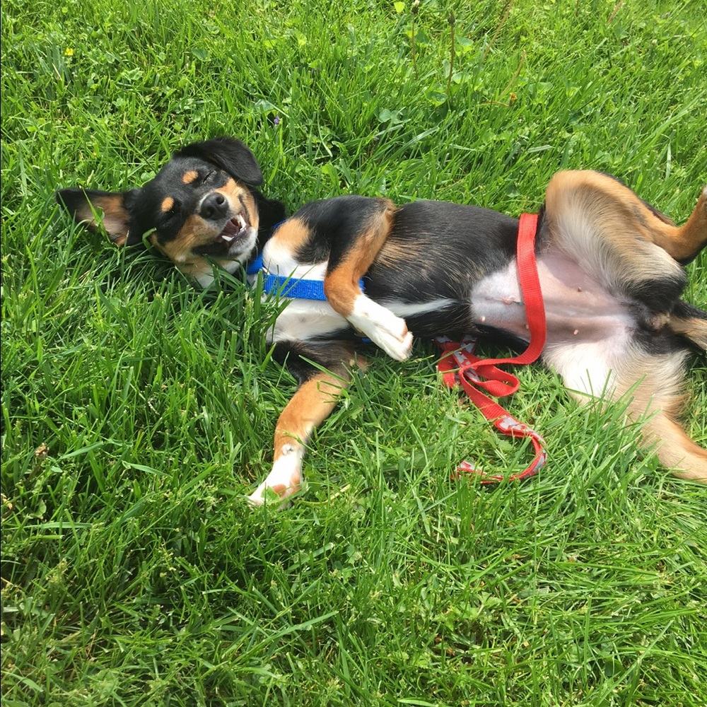 Meet your Posher, Penny