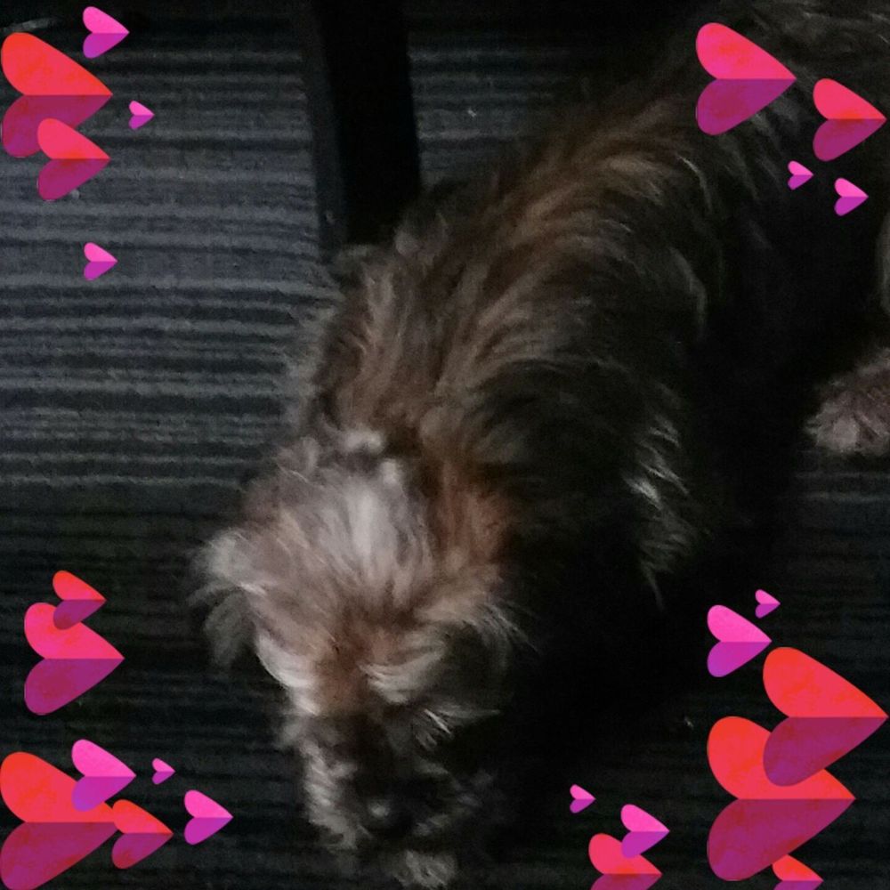 Meet your Posher, Goldie